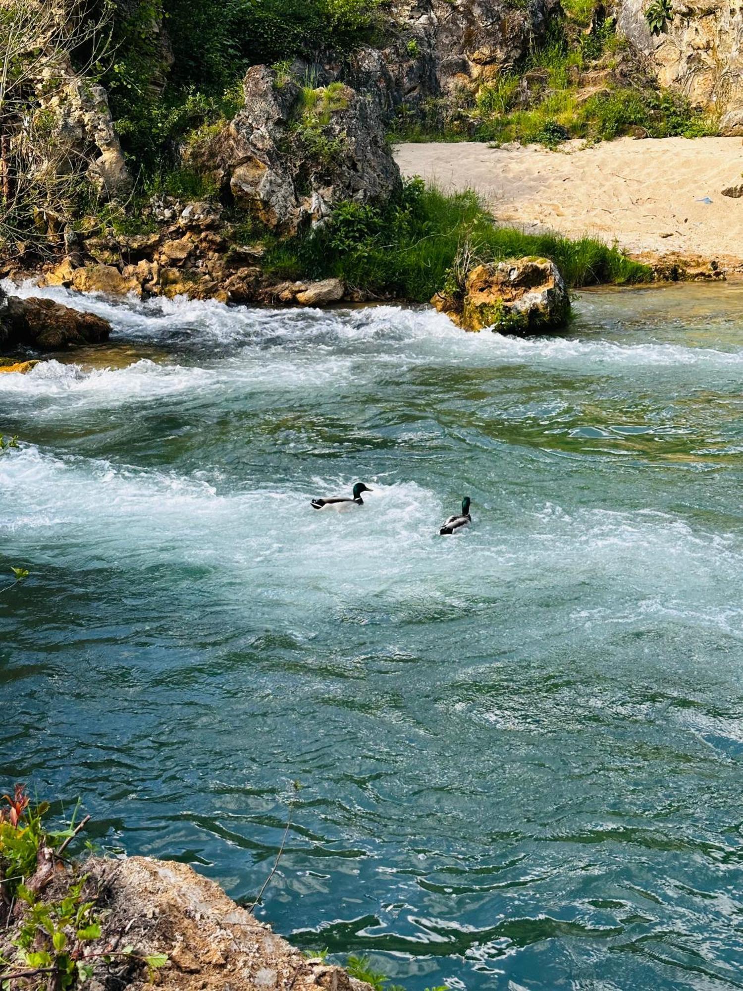 Apart Cobras Jajce Εξωτερικό φωτογραφία